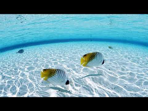 MESS:IAH Ft Tasita D'Mour X B - Shallow Waters