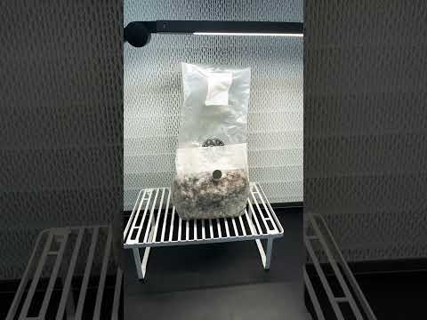 How to Induce Fruiting in All In One Bag: Slit Method #homemycology #mycology #mycelium #mushroom