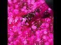 Kira Nails База для ногтей Bubble Tea Base 004, 6 мл