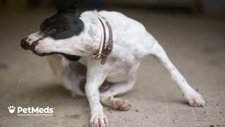 Flea & Tick - Spring Prevention (1.30)