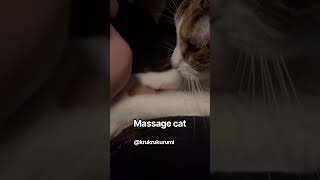 Massage cat😺 #cat #cats #catvideos #katze #ねこ #funnycats #cute #catshorts #cutecat #funny