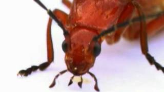 Icky Insects by Silly Bus | Funny | Kids Video | Kids Songs | Kids Music | Educational