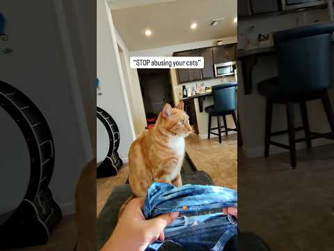 They love dressing up & are very spoiled/loved #seventheorangecat #himalayathetabby #catfashion