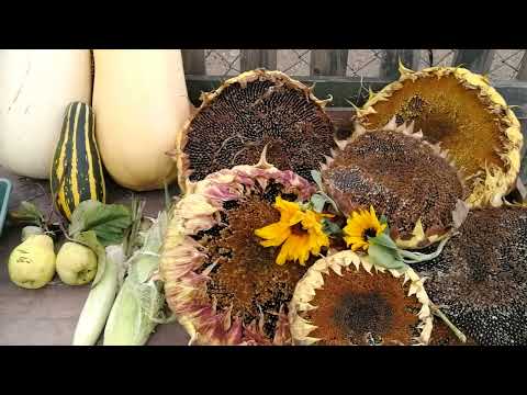 Kleingartenernte Mitte September/ Bio-Kleingarten ohne Umgraben, Gemüsegarten und Obstgarten