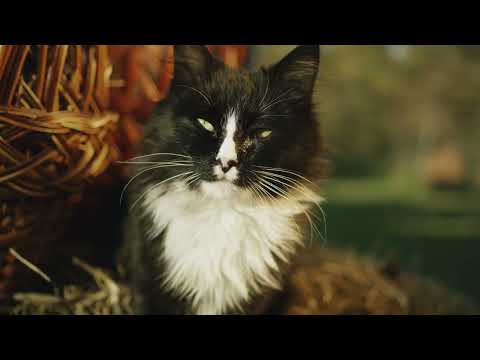 Submarine Electronic Music for Machinery and Engineering Swimming Pool Waves Water Fountain Plants