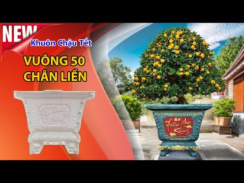 Khuôn Chậu Vuông 50 Chân Liền Đã Có Họa Tiết Tết, Đầy Cuốn Hút, Trồng Cây CỰC ĐẸP Cho Ngày Tết