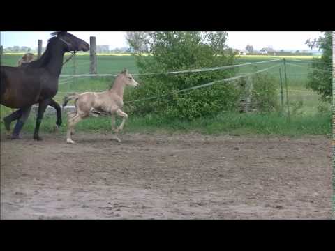 Mr. Riös (FS Mr Right x Kaiserjäger xx) Trab