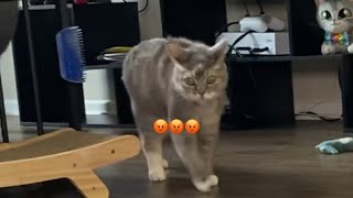 Talking Cat Warns Mom About Earthquake Before It Hits 😱