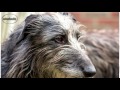 Lebrel Escocés - Lebrel Escocés o Deerhound - Raza de Perros