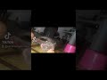 American Bully 1v1 French Bulldog
