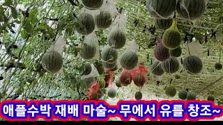 애플수박 재배마술 무에서 유를 창조 국내 최다수확 왕 잘익은수박 고르는법,고르기,수박재배방법,키우기,순지르기…