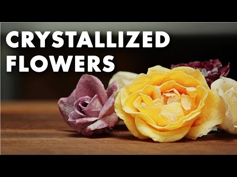 download lagu mp3 mp4 How Long Can You Keep Crystallised Flowers, download lagu How Long Can You Keep Crystallised Flowers gratis, unduh video klip How Long Can You Keep Crystallised Flowers