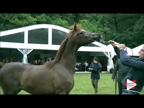 N.120 MASERATI DES ALPES - Bruges 2016 - Yearling Colts (Class 102A)