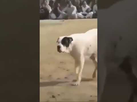 #bully kutta#real fight#pakistani bully#fight video#viral short video