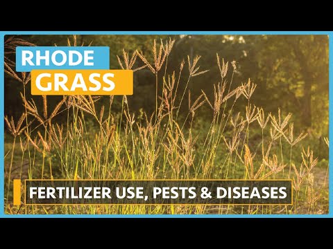 Rhode Grass Farming Lesson 1 Introduction and types of Rhode Grass