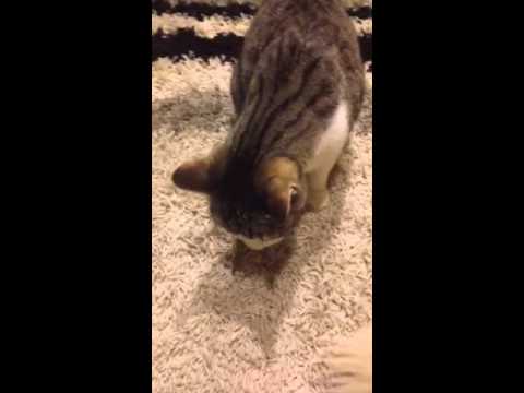 Cat smacking his lips