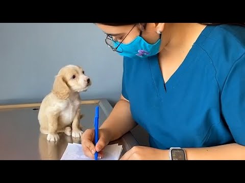 Le chien le plus courageux chez le vétérinaire - drôle de réaction du chien