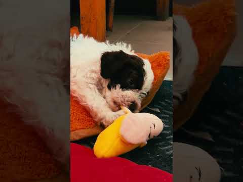 Lagotto Romagnolo puppy for sale