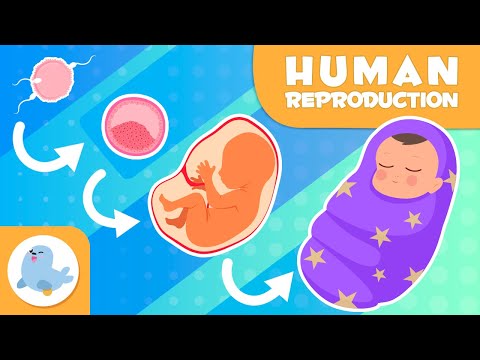 HUMAN REPRODUCTION for Kids 👶🏼​​🫄🏻​ Fertilization, Pregnancy, and Birth 🍼