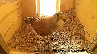 Barn Owl & Kestrel