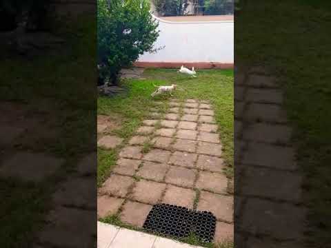 Dog playing with a Bunny
