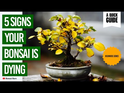 “5 Signs Your Bonsai Is Dying & How to Fix It. Bonsai Trees For Beginners.”