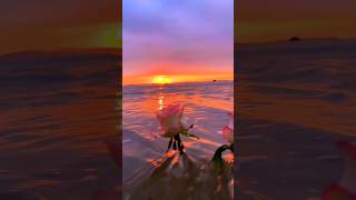 Download lagu Beautiful sunrise & the flowers no copyright video nature#viral#trend#shorts#nature#statusvideo mp3