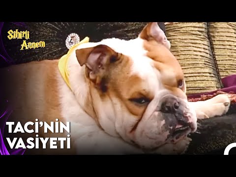 Taci'nin Makus Kaderi Hiç Değişmeyecek - Sihirli Annem