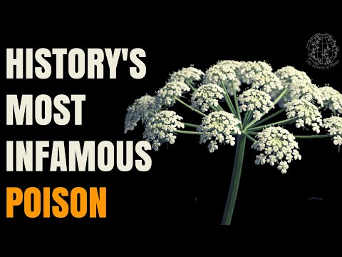 The Poison That Silenced Socrates Forever