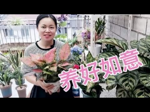 如意皇后怎么养