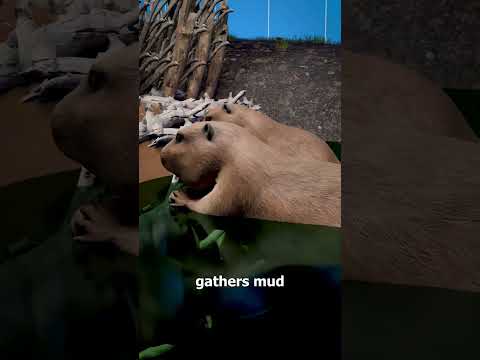 How Beavers Build Their Dams 🤔