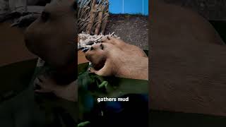 Download lagu How Beavers Build Their Dams 🤔 mp3 Download lagu How Beavers Build Their Dams 🤔 mp3