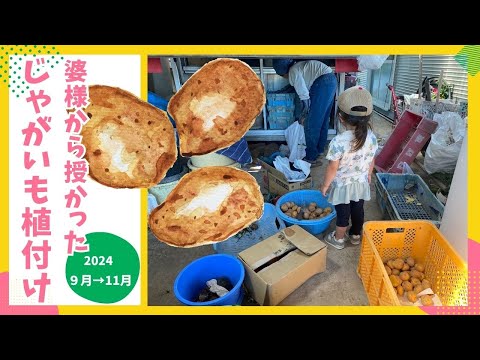  9月にパセリを鉢または地に播種できますか?豊作のための庭師の 5 つのヒント!  庭園