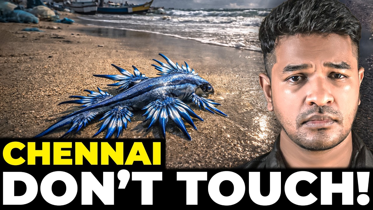 Blue Dragon Fish in Chennai?! 😱| Madan Gowri | MG Squad 🖖🏻