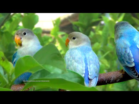 Peach-Faced Lovebird's Sounds - Three Blue/Light Blue Opaline