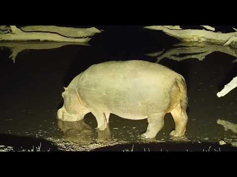 Djuma: Lone Hippo comes to pan - 22 54 - 09/03/19