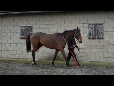 Arniemac (IRE) - HORSE IN TRAINING :- Fascinating Rock (IRE) ex Theola (IRE)