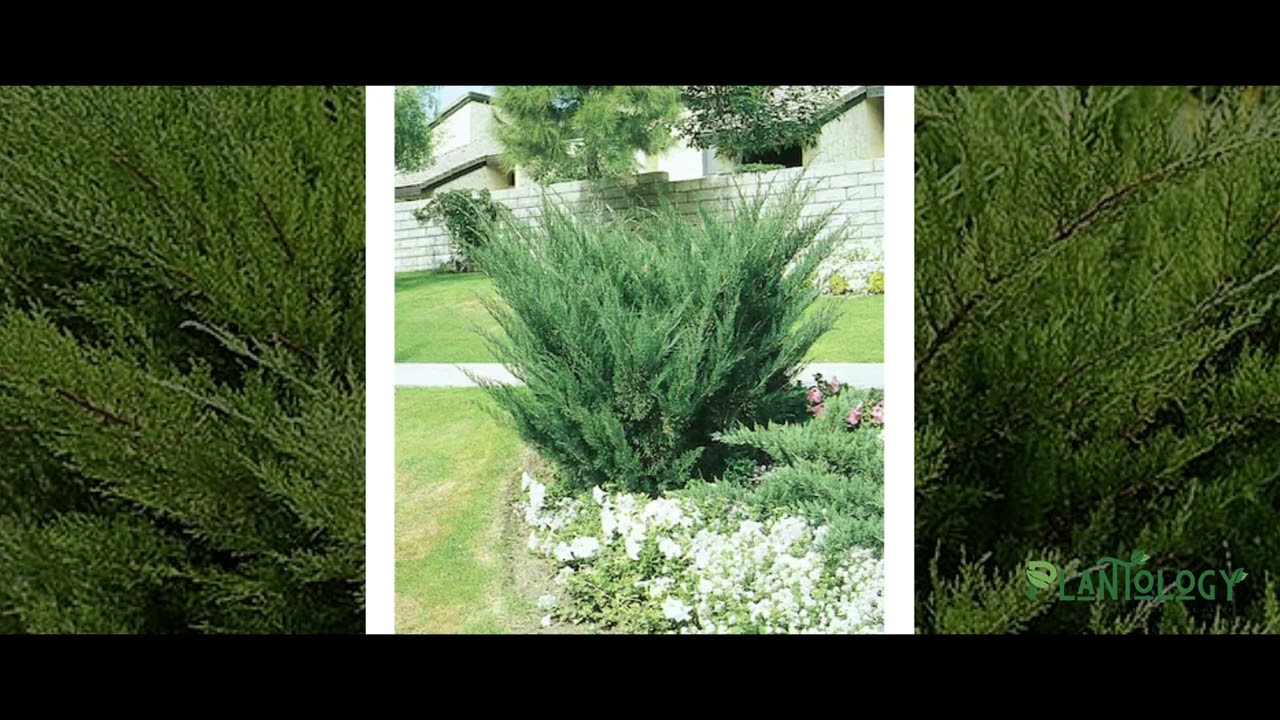 How do you care for sea green junipers? Life Set Go