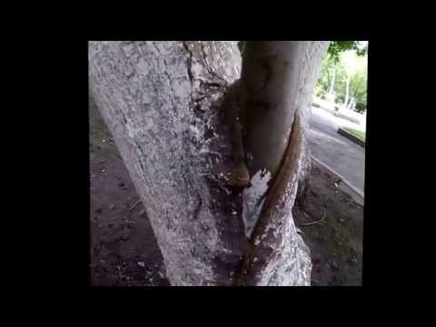 Дерево съело столб. Томск 30.07.2015