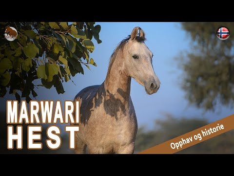 , title : 'MARWARI HEST, hester kjent for sin tapperhet og lojalitet, OPPRINNELSE AV RASER'
