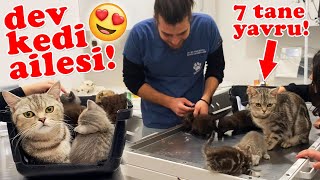 ANNE KEDİ VE BEBEKLERİ! 😍 Ortalığı Birbirine Kattılar! 😂 #TheVet