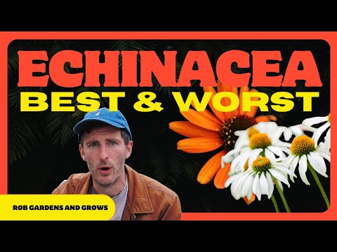 Best Echinacea to Grow? My Top 5 Coneflowers (and one I’d Skip)