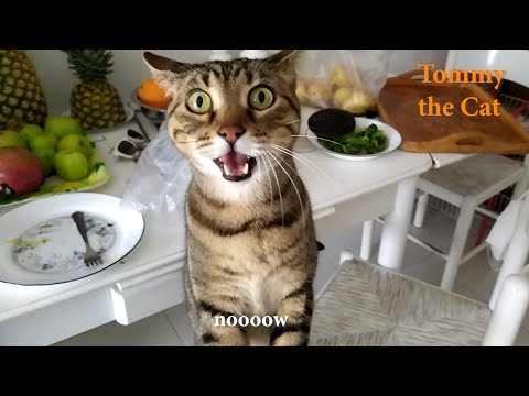 Cat Tommy gets excited when i cook his favorite food !