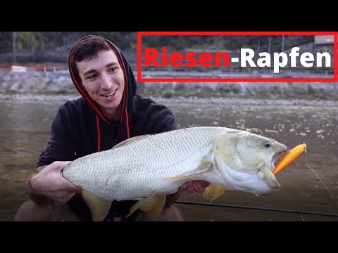Die Rückkehr der Riesen-Rapfen! Topwatern im Herbst auf Monster | Livebisse | 4K