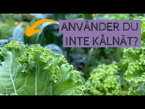 Använder du inte kålnät? En vanlig fråga som jag får under trädgårdsvisningarna.