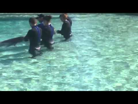 Tanya and dolphins 3