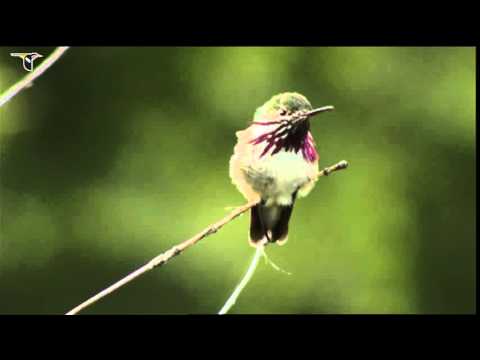 A male Calliope Hummingbird perches on a small branch