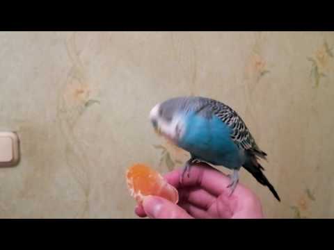 Попугай любит мандарин!
