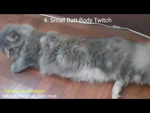 Sounds & Signs- First Heat of our Maine Coon at 6-months