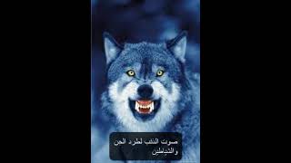 صوت الذئب لطرد الجن والشياطين
